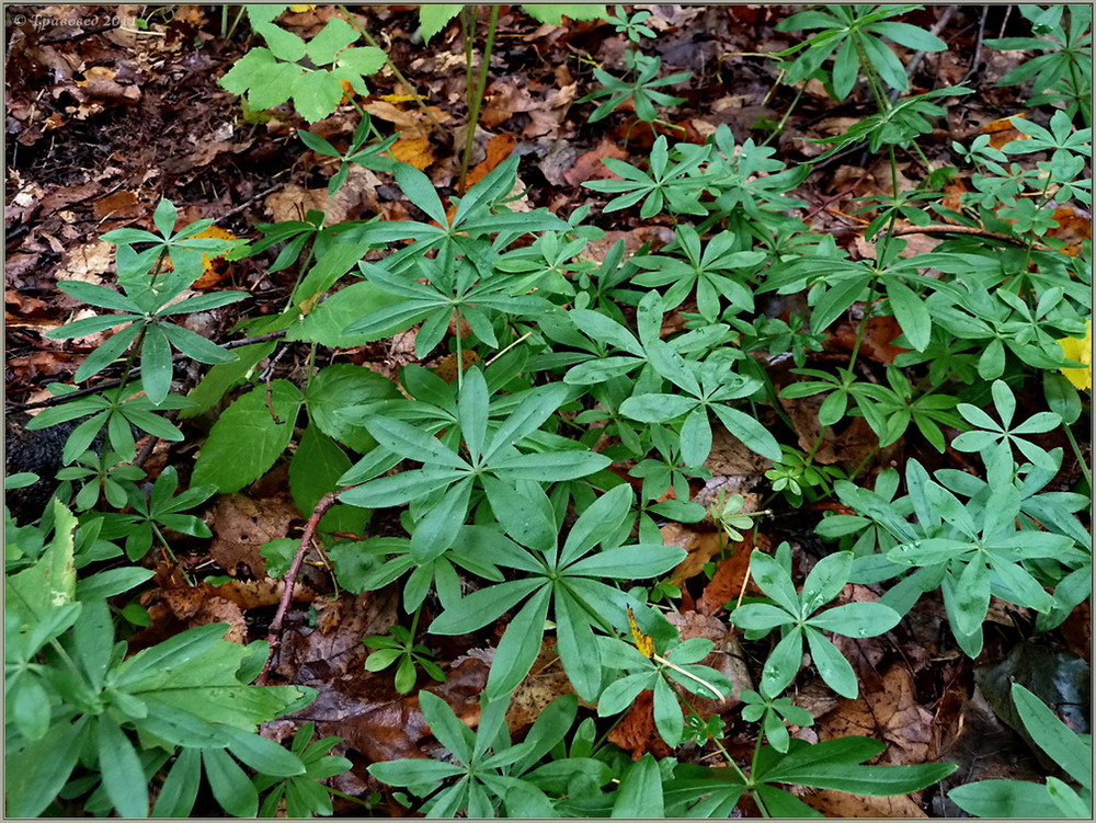 Image of Galium odoratum specimen.