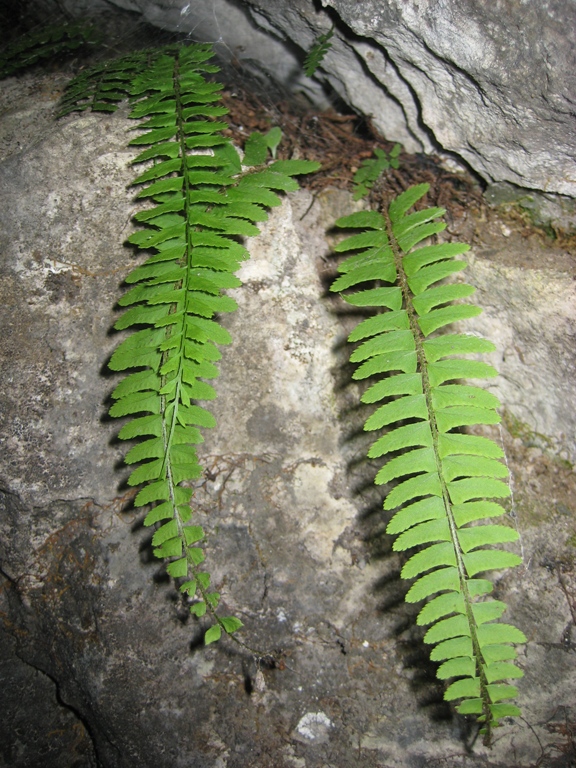 Image of Polystichum craspedosorum specimen.