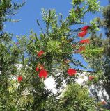 Callistemon citrinus