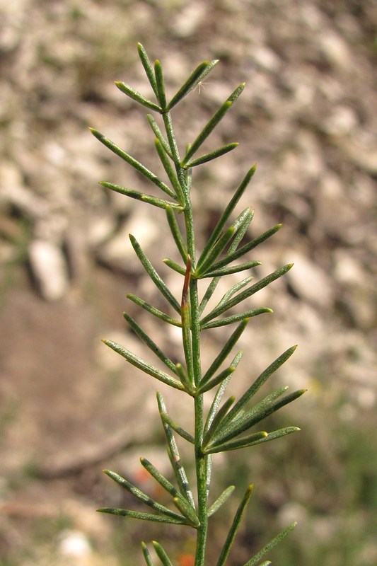 Изображение особи Asparagus litoralis.