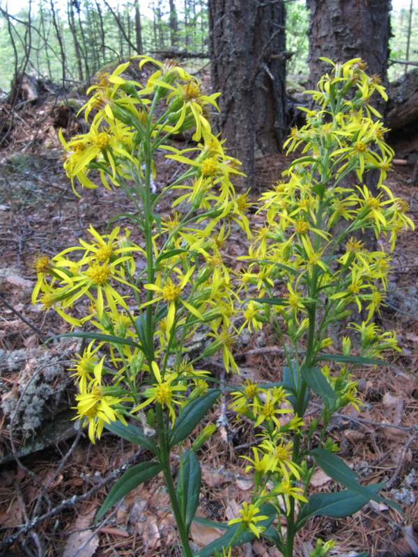 Image of Solidago virgaurea specimen.