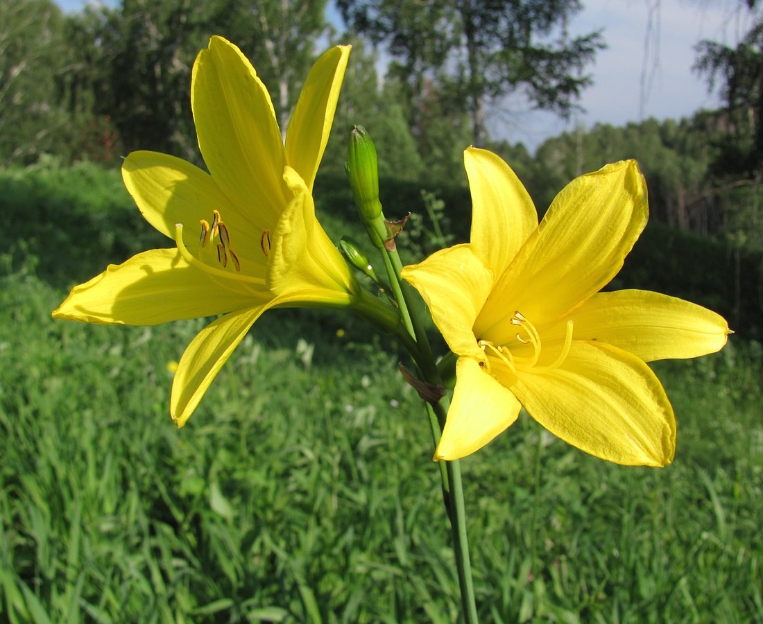 Image of Hemerocallis minor specimen.