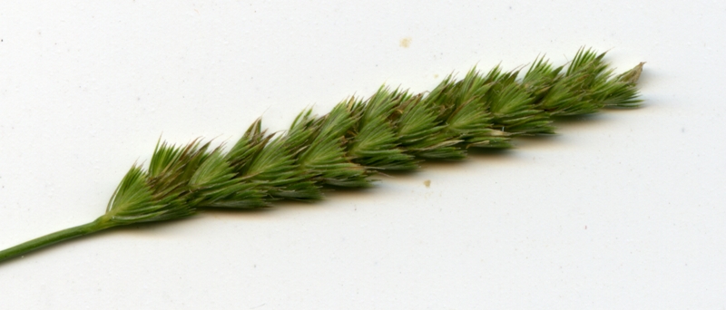 Image of Cynosurus cristatus specimen.