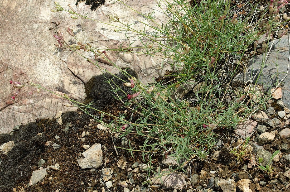 Image of Silene brahuica specimen.