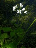 Cardamine pratensis. Цветущее растение, возвышающееся над водой на 20-30 см. Киев, Святошинский лес - тенистая широколиственная часть, край лесного болота. 15 мая 2008 г.