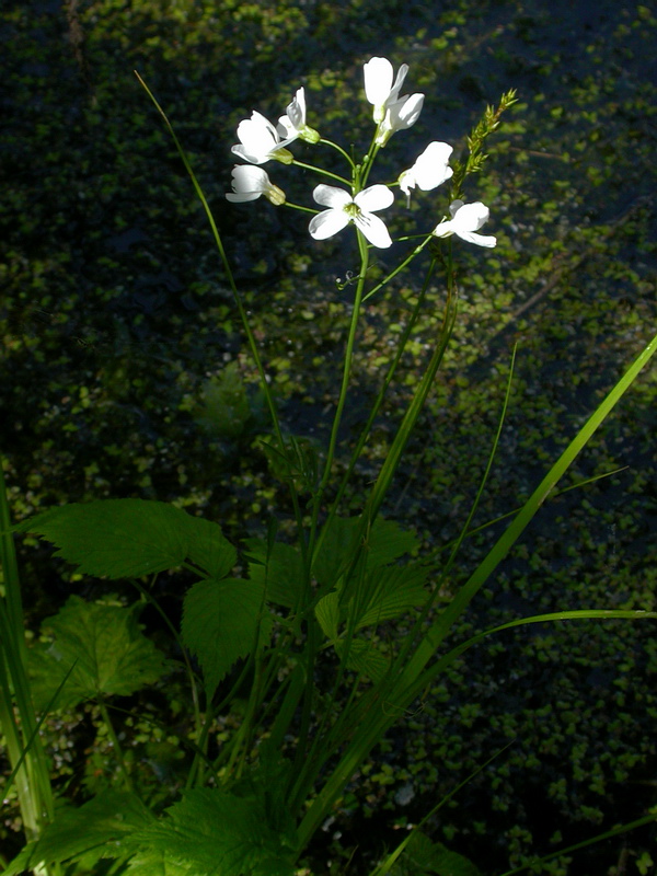 Изображение особи Cardamine pratensis.