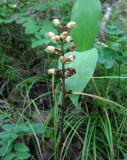 Gastrodia elata