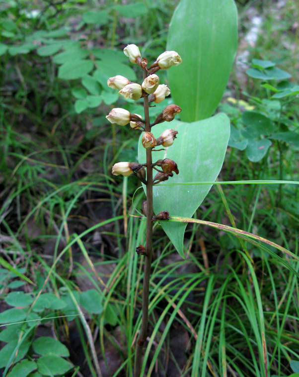 Image of Gastrodia elata specimen.