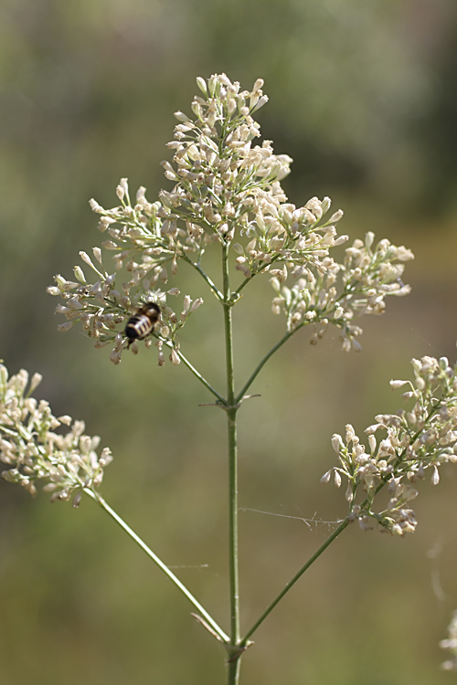 Image of Silene wolgensis specimen.
