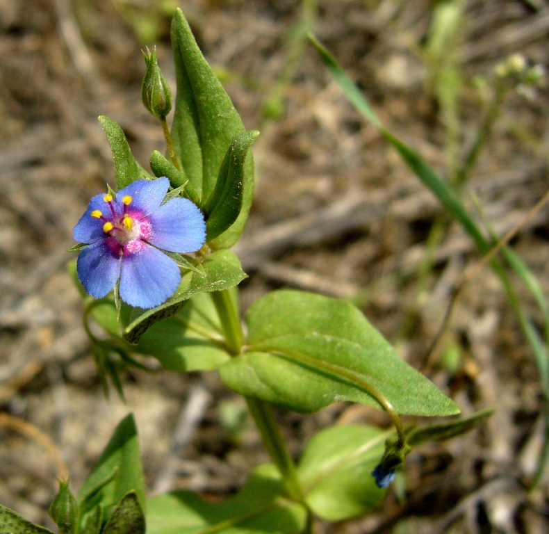 Изображение особи Anagallis arvensis.