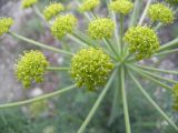 Zosima absinthifolia
