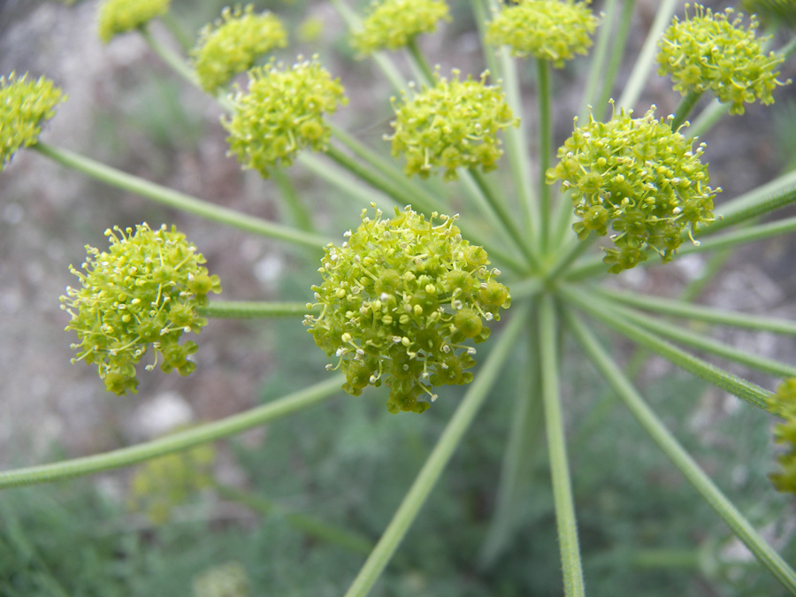 Image of Zosima absinthifolia specimen.