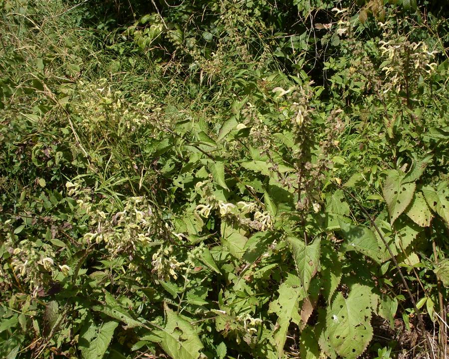Image of Salvia glutinosa specimen.
