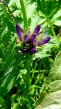 Campanula oblongifolia