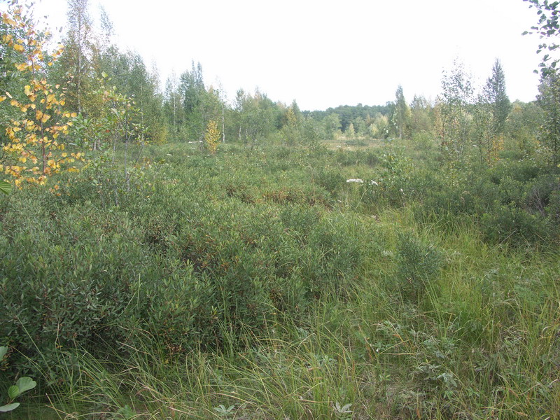 Image of Myrica gale specimen.