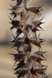 Stachys palustris