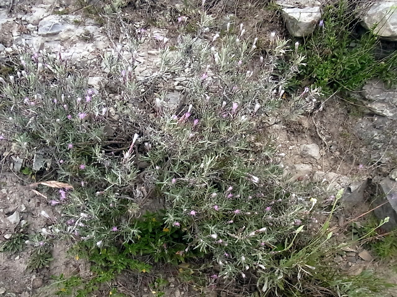 Image of Staehelina dubia specimen.