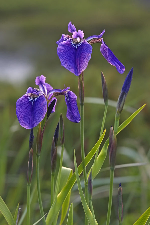 Изображение особи Iris setosa.