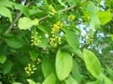 Berberis amurensis