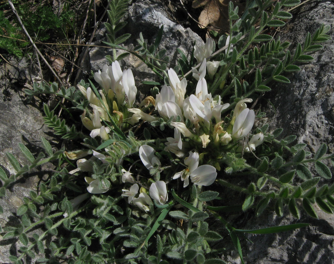 Изображение особи Astragalus rupifragus.