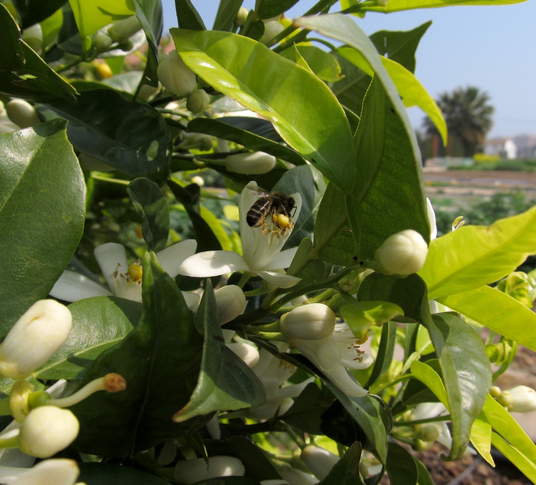 Image of Citrus maxima specimen.