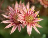 Sempervivum tectorum