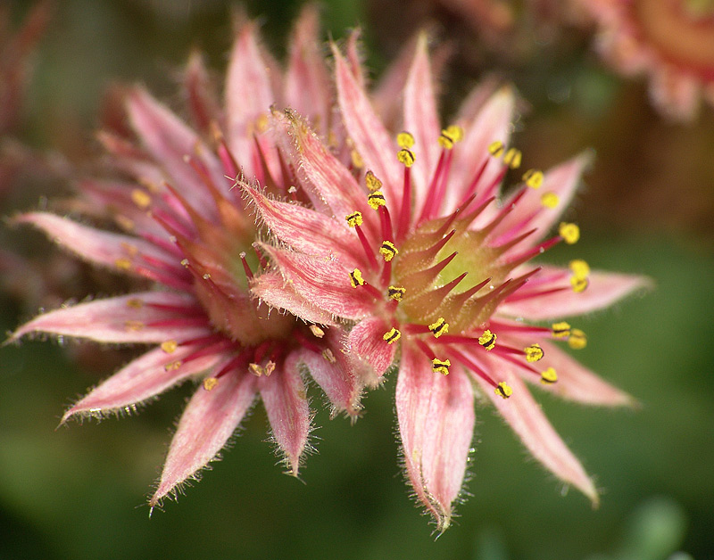 Изображение особи Sempervivum tectorum.