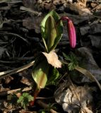 Erythronium sajanense