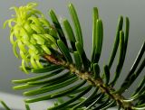 Abies nordmanniana. Верхушка веточки с развивающимся побегом. Германия, г. Кемпен, в культуре. 12.05.2012.