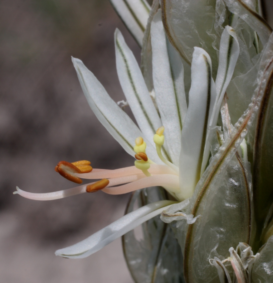 Изображение особи Asphodeline taurica.