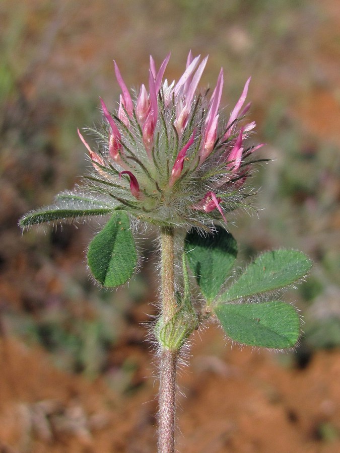 Изображение особи Trifolium hirtum.