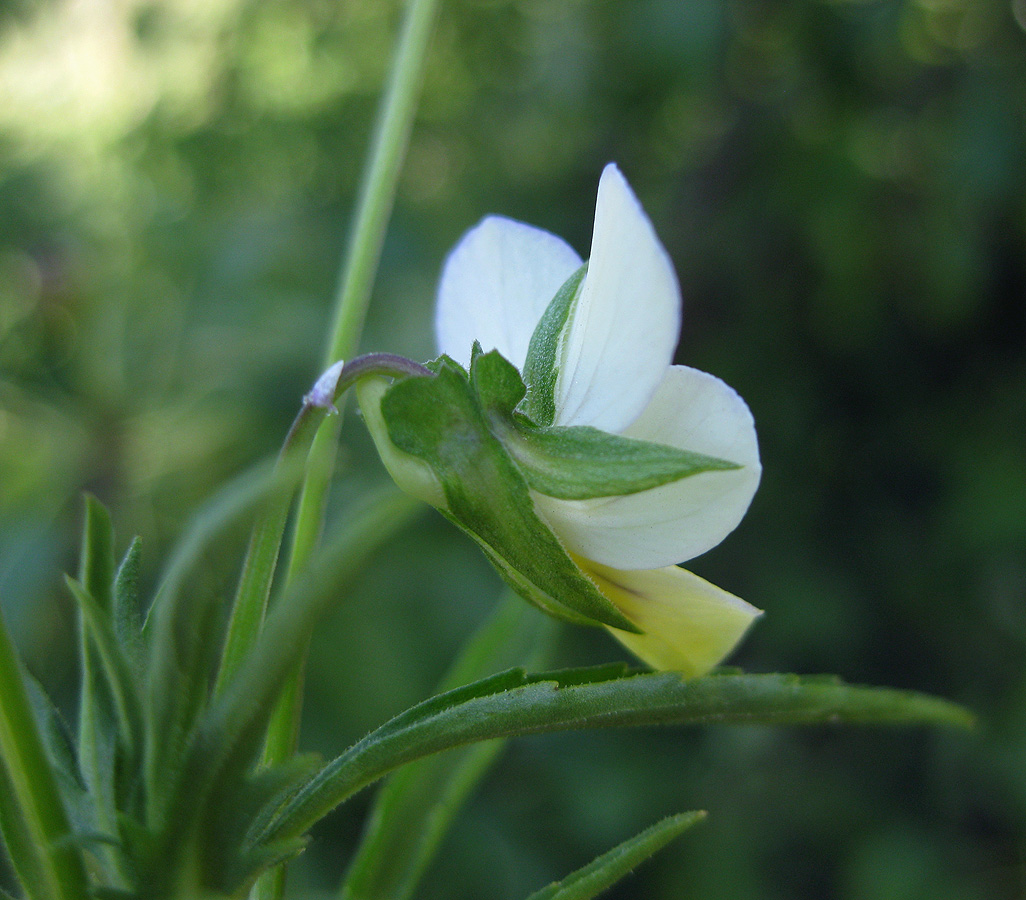 Изображение особи Viola tricolor.