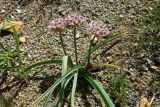 Allium leonidii