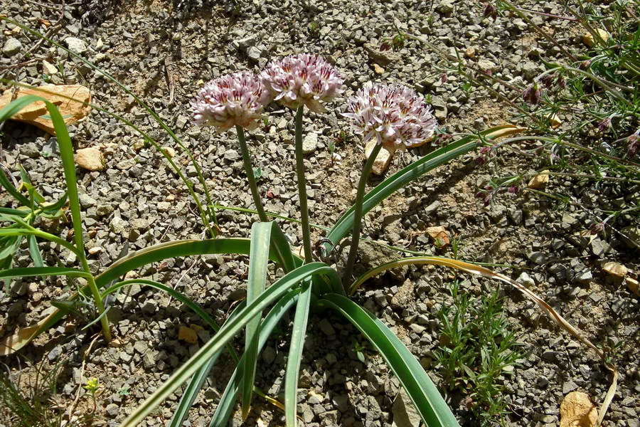 Изображение особи Allium leonidis.