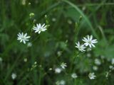 Stellaria longifolia. Цветки. Приморский край, г. Находка, обочина дороги. 10.06.2012.