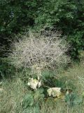 Crambe cordifolia