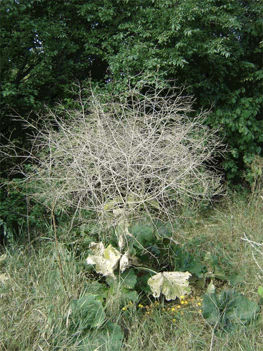 Image of Crambe cordifolia specimen.