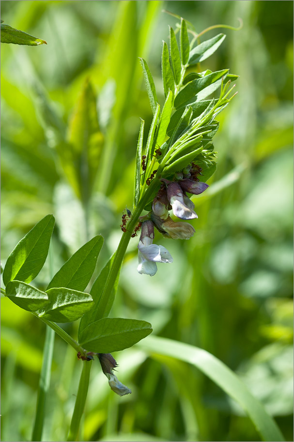 Image of Vicia sepium specimen.