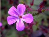 Geranium robertianum