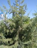 Cupressus arizonica. Дерево. Зап. Крым, г. Саки, центр города. 29.08.2011.