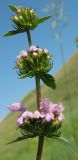 Phlomoides tuberosa