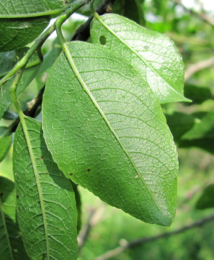 Изображение особи Salix myrsinifolia.