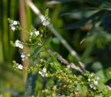 Veronica anagallis-aquatica