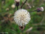 Erigeron acris. Соплодие. Украина, Волынская обл., Ратновский р-н, западнее с. Окачево, возле оз. Стрибуж, восстановившийся луг. 26 июля 2012 г.