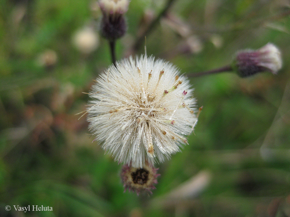 Image of Erigeron acris specimen.