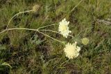Scabiosa ochroleuca