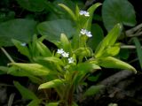 Myosotis sparsiflora