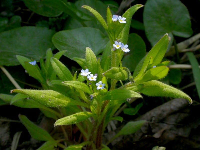 Image of Myosotis sparsiflora specimen.