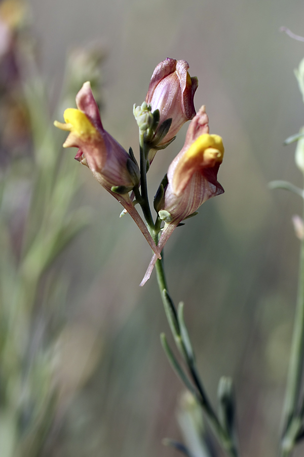 Image of Linaria popovii specimen.