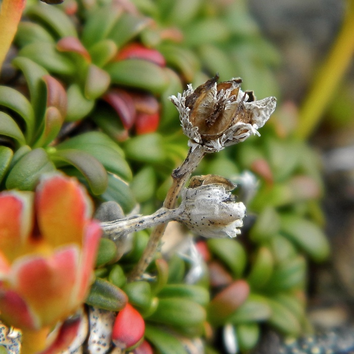 Image of Diapensia lapponica specimen.